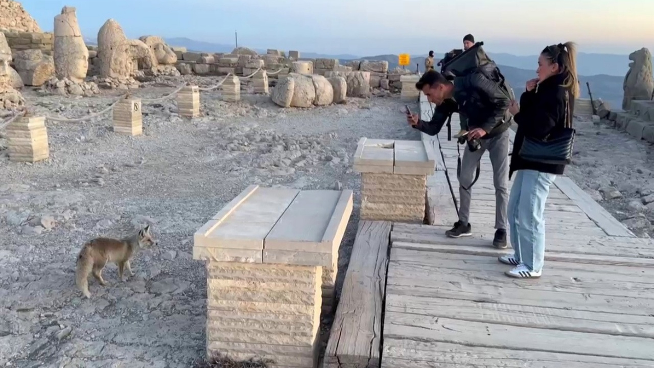 Nemrut Dağı’nda sevimli misafir! Tilki, turistleri büyüledi