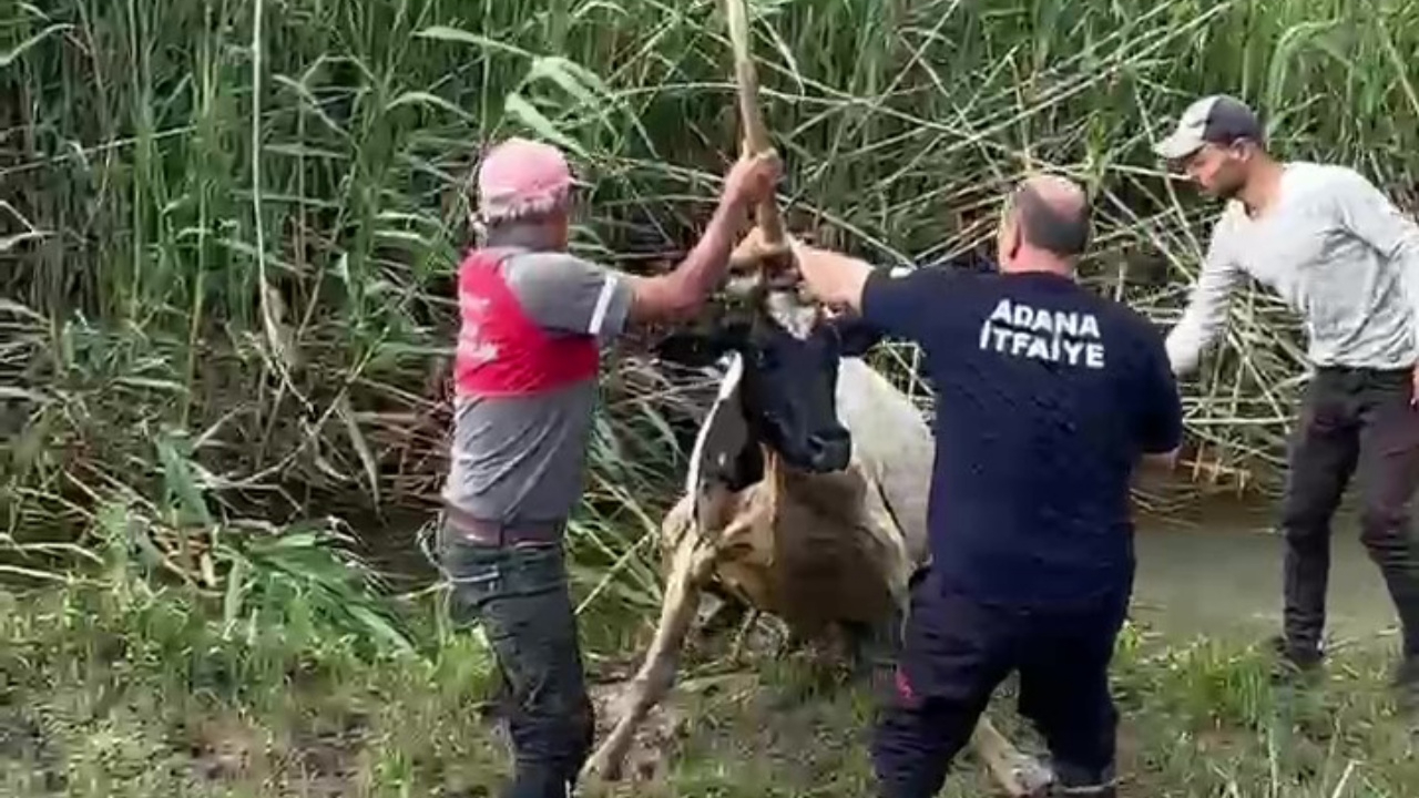 Adana’da bataklığa saplanan inek vinçle kurtarıldı