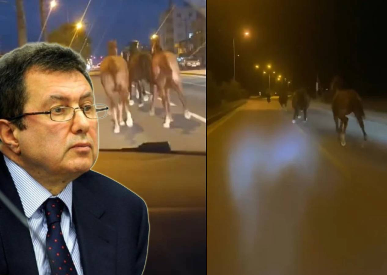 Mehmet Emin Karamehmet'in yarış atları çiftlikten kaçıp trafiği birbirine kattı