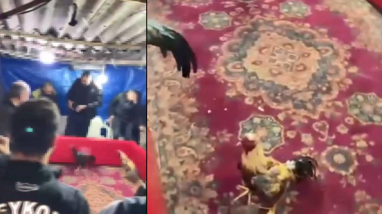 Horozculara suçüstü! Metruk binada horoz dövüşü yaptıranlar yandı
