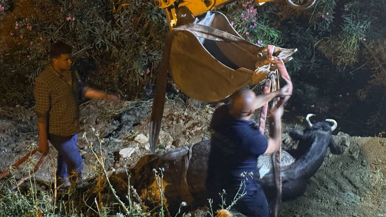 Düştüğü su kanalında çamura saplanan inek, kepçeyle kurtarıldı