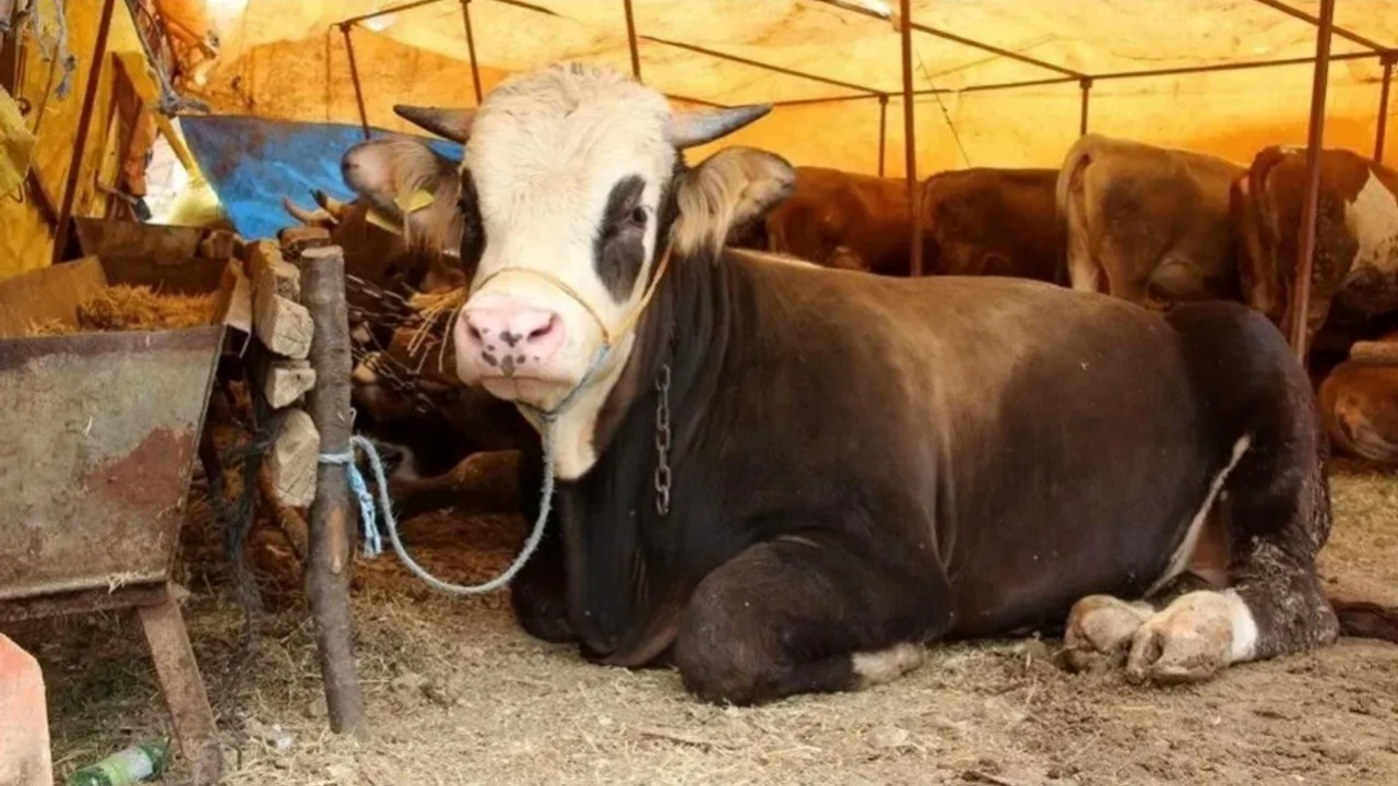 Kurban pazarları kurulmaya başladı! 2025 kurbanlık fiyatları ne kadar?