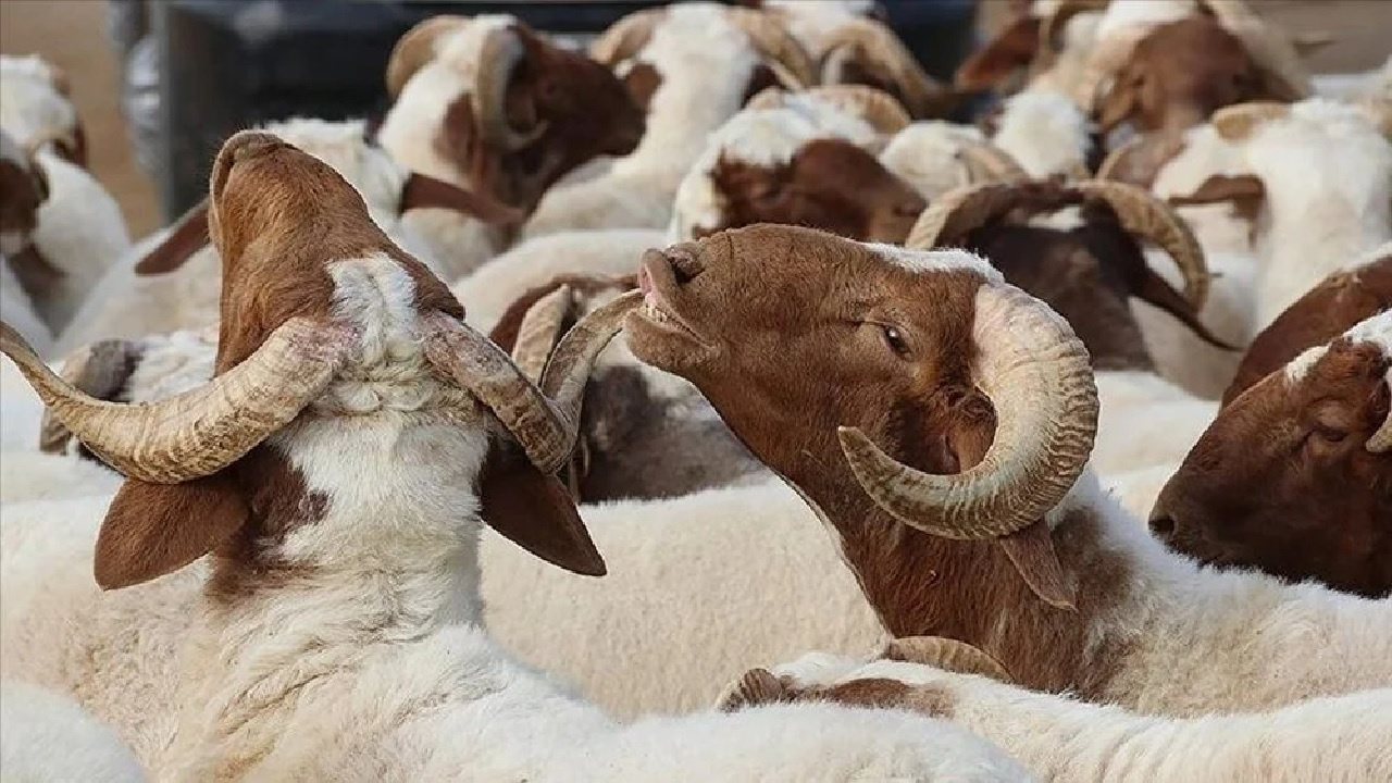 Kurban Bayramı 2025 hangi gün? Kurban Bayramı tatili kaç gün? Kurban Bayramı tatili 9 güne uzatıldı mı?