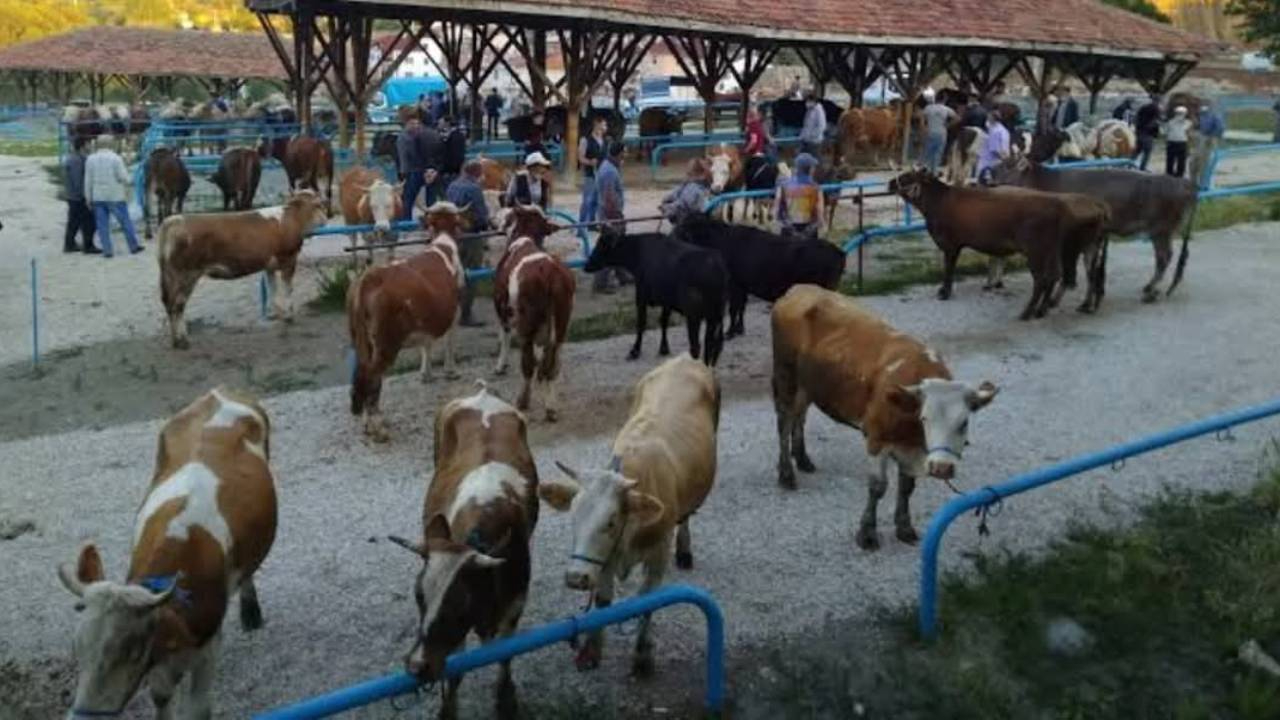 Kurban Bayramı öncesi korkutan gelişme! Tosya'da 15 köydeki tüm hayvanlar karantina altında