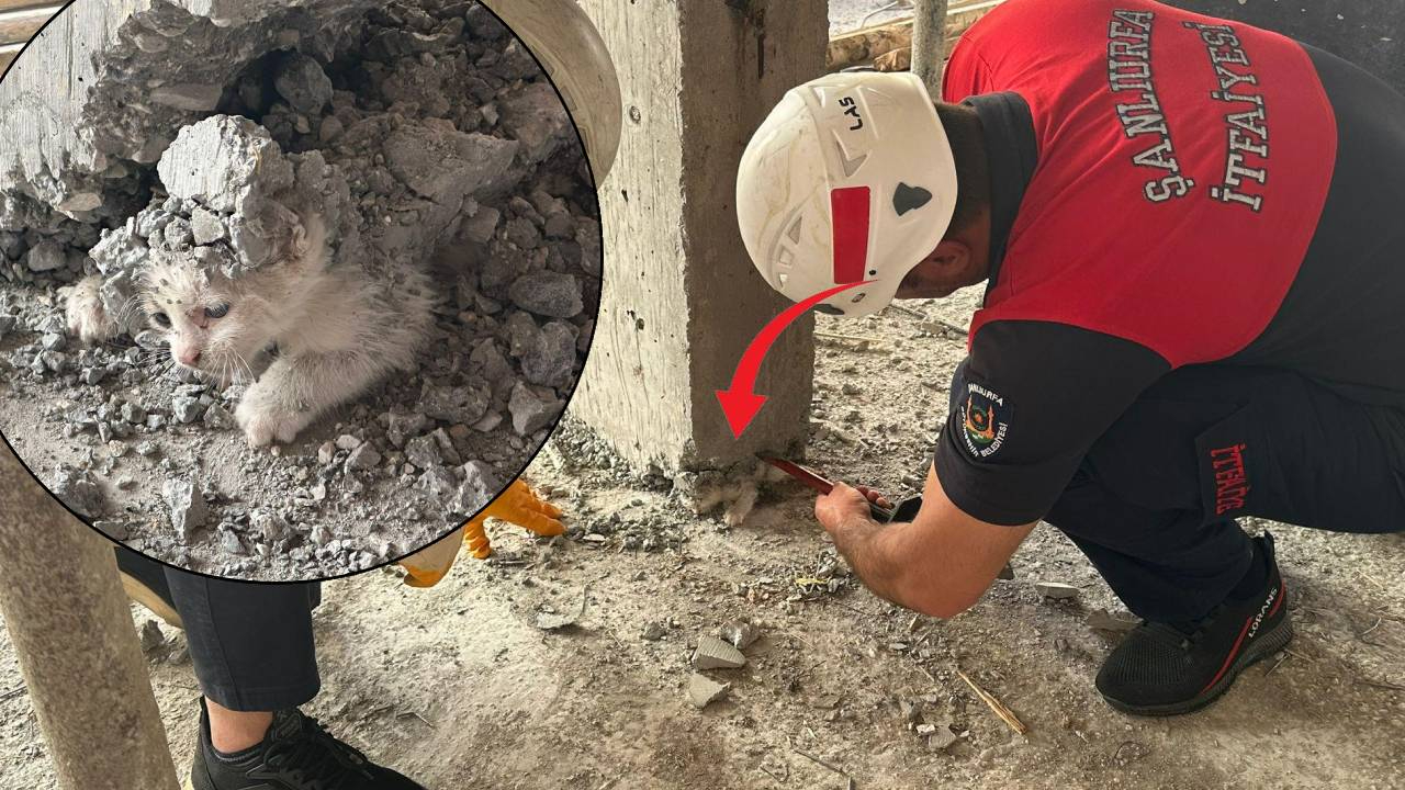 Şanlıurfa'da bir inşaatta kalıbın içerisine giren yavru kedinin üzerine beton döküldü