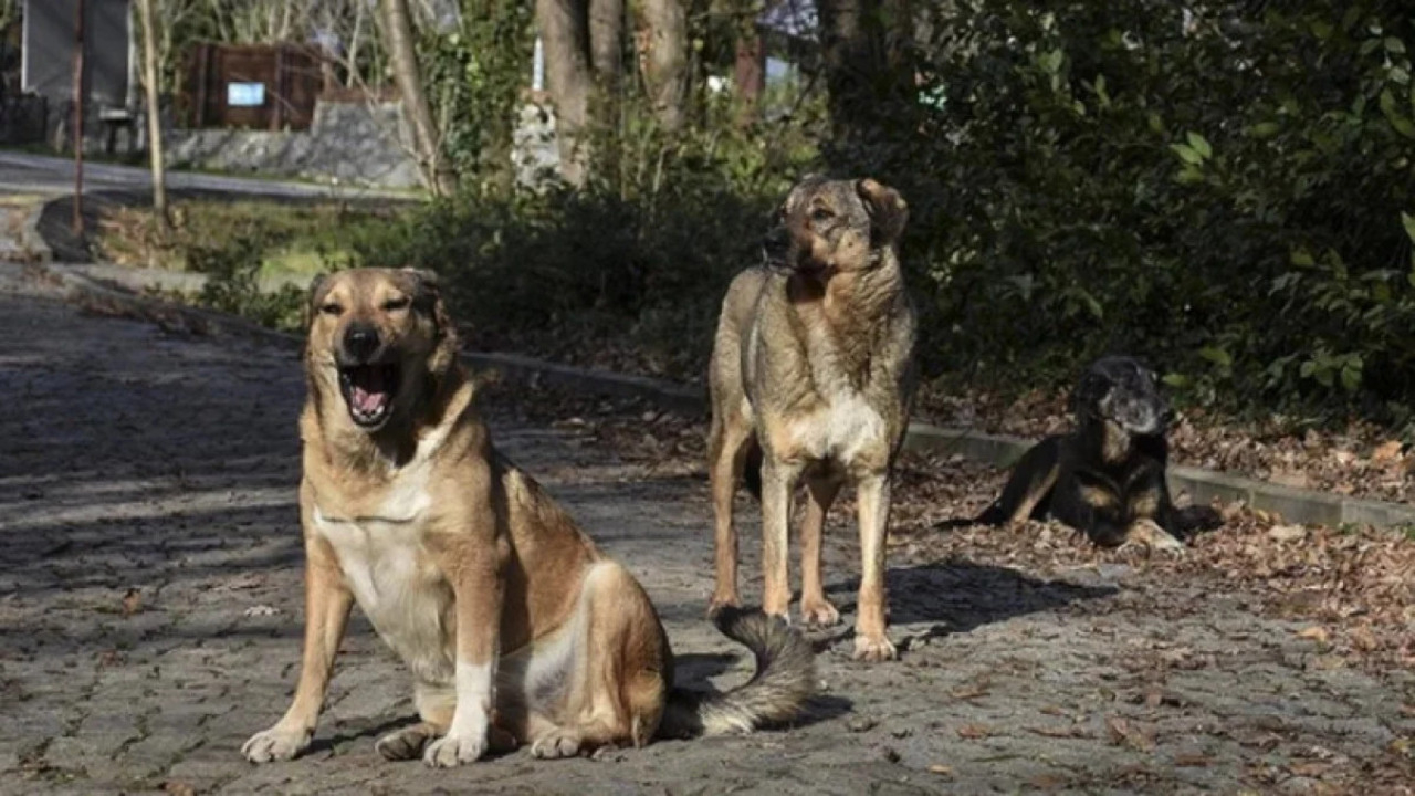İstanbul Valiliği talimat verdi: Çocukların güvenliği için başıboş sokak köpekleri toplanacak