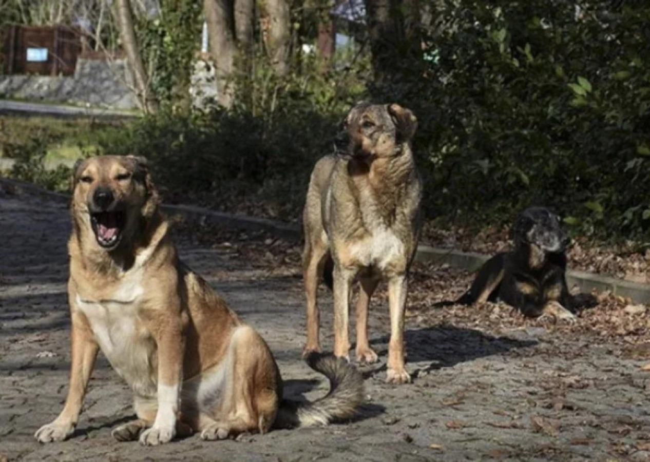 Ankara'da tehlike büyük: Valilik başıboş köpek sayısını açıkladı!