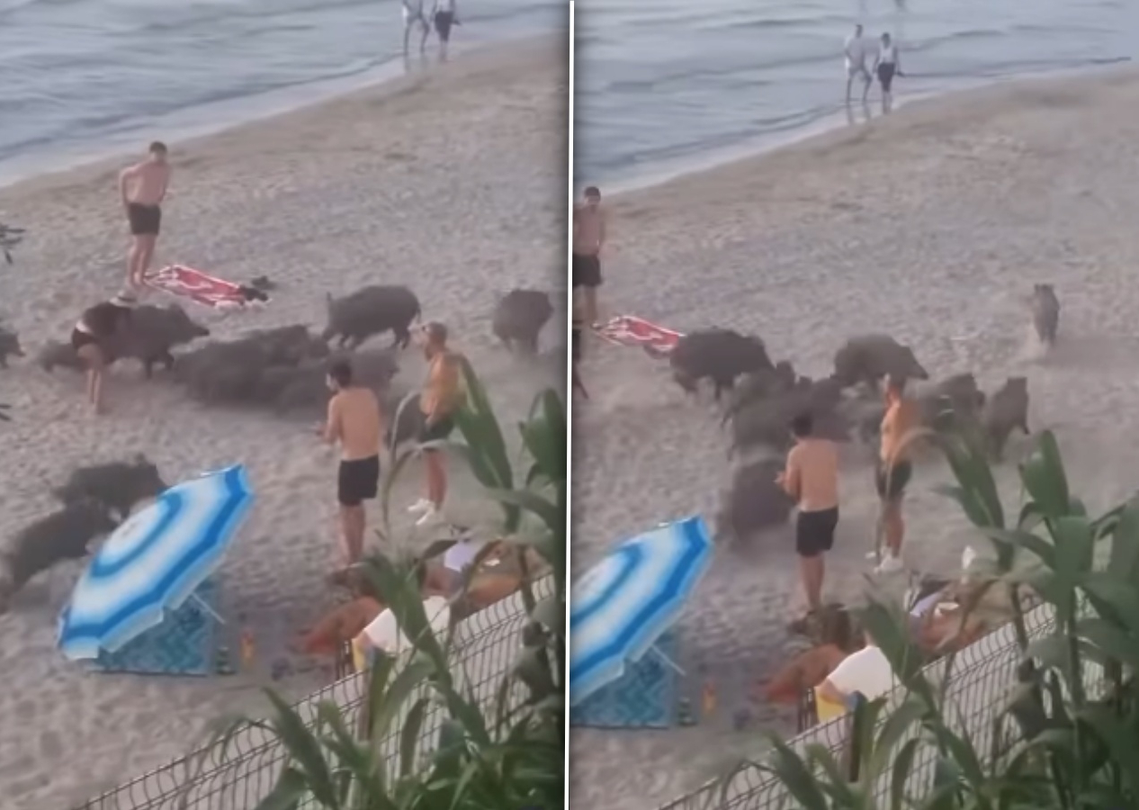 Domuz sürüsü Kadınlar Denizi Plajı’nı bastı!  Kimi kaçtı, kimi cesurca müdahale etti