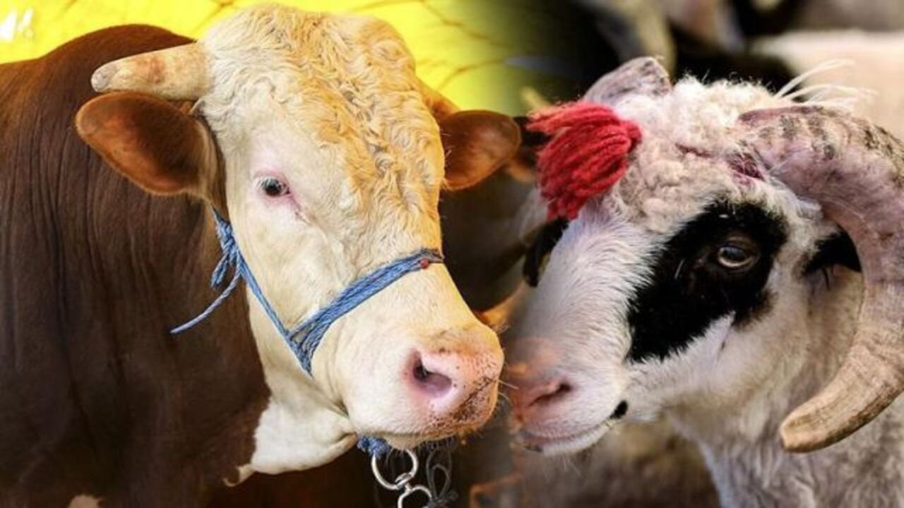 Kurban ibadetiyle ilgili merak edilenler: İşte 20 soru 20 cevap...