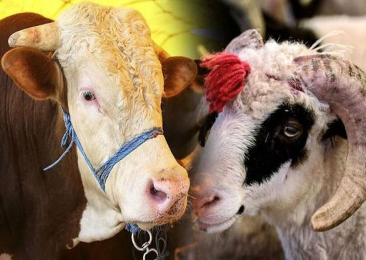 Kurban ibadetiyle ilgili merak edilenler: İşte 20 soru 20 cevap...