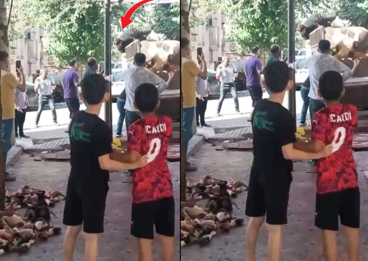 Kamyonette boğa güreşi! Şanlıurfalı kasap hayatının kabusunu yaşadı