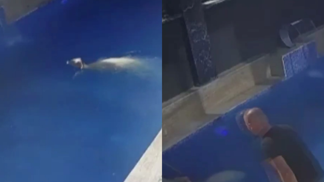 Kurbanlık koçun havuz sefası! Sahibinden kaçıp havuza atladı