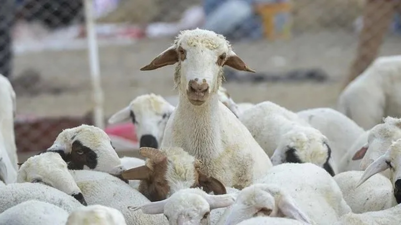 Kurban Vekaleti! Diyanet Kurban Vekaleti Açıklaması