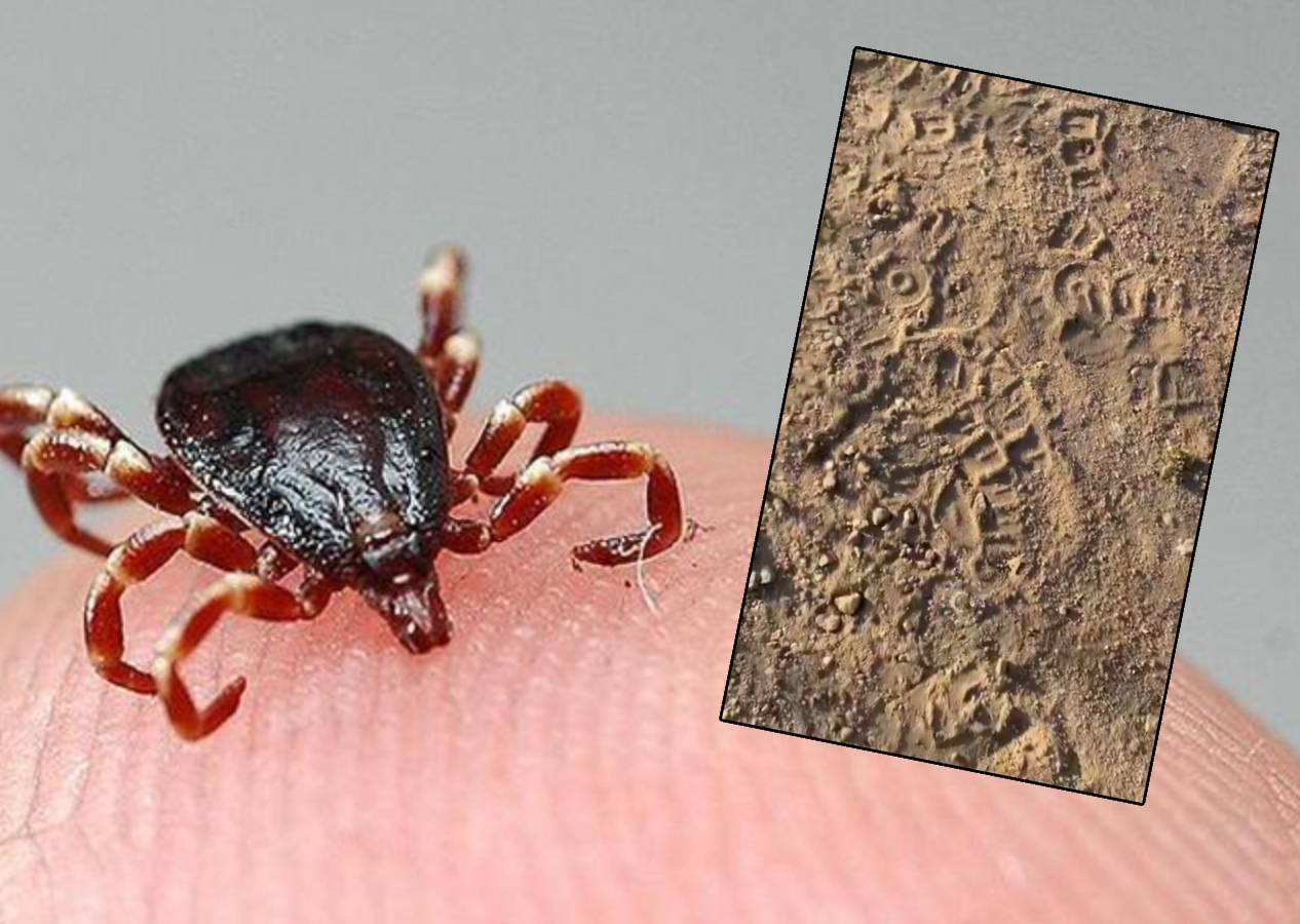 Keneler vatandaşı kovaladı! Ölüm mangaları gibi hareket ediyorlar