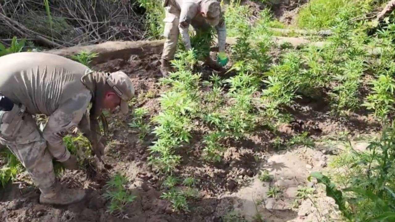Lice'nin esrar tarlalarına operasyon! Bakan Yerlikaya: 100 tondan fazlası yakıldı