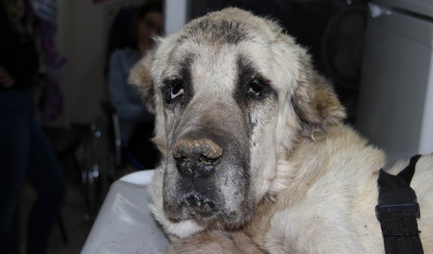 Ölmek üzere olan Kangal cinsi köpeğe hayvanseverler sahip çıktı!