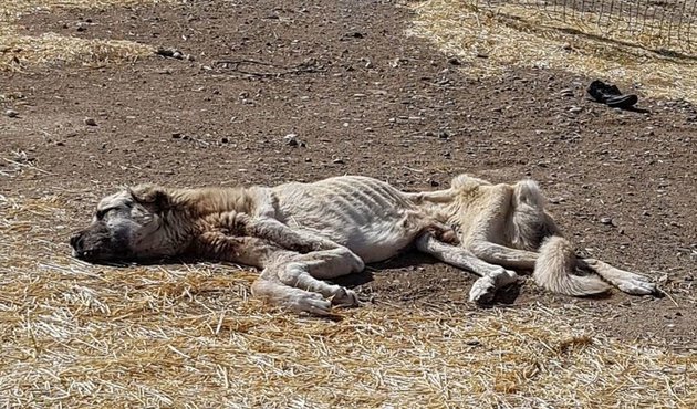 Sivas'ta ölmek üzereyken bulunan köpeğe, hayvanseverler el uzattı!