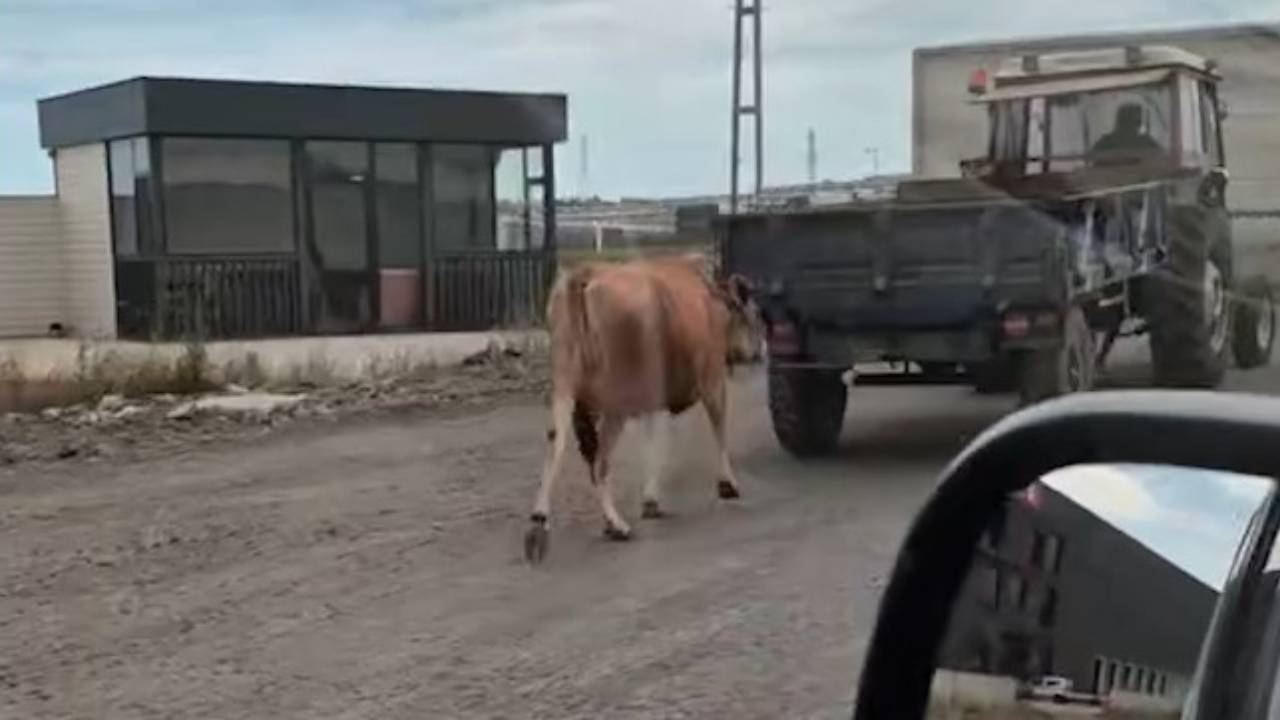 Hayvana eziyet kamerada! Traktörün arkasına bağladığı ineği sürükleyerek götürdü