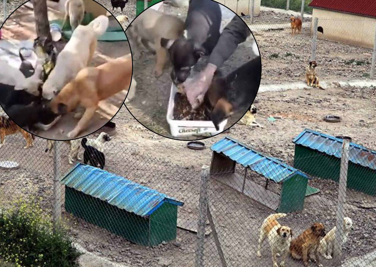 Sahte hayvanseverlerin maskesi düştü! Yardım paralarına çöken 5 dernekten 10 şüpheli tutuklandı