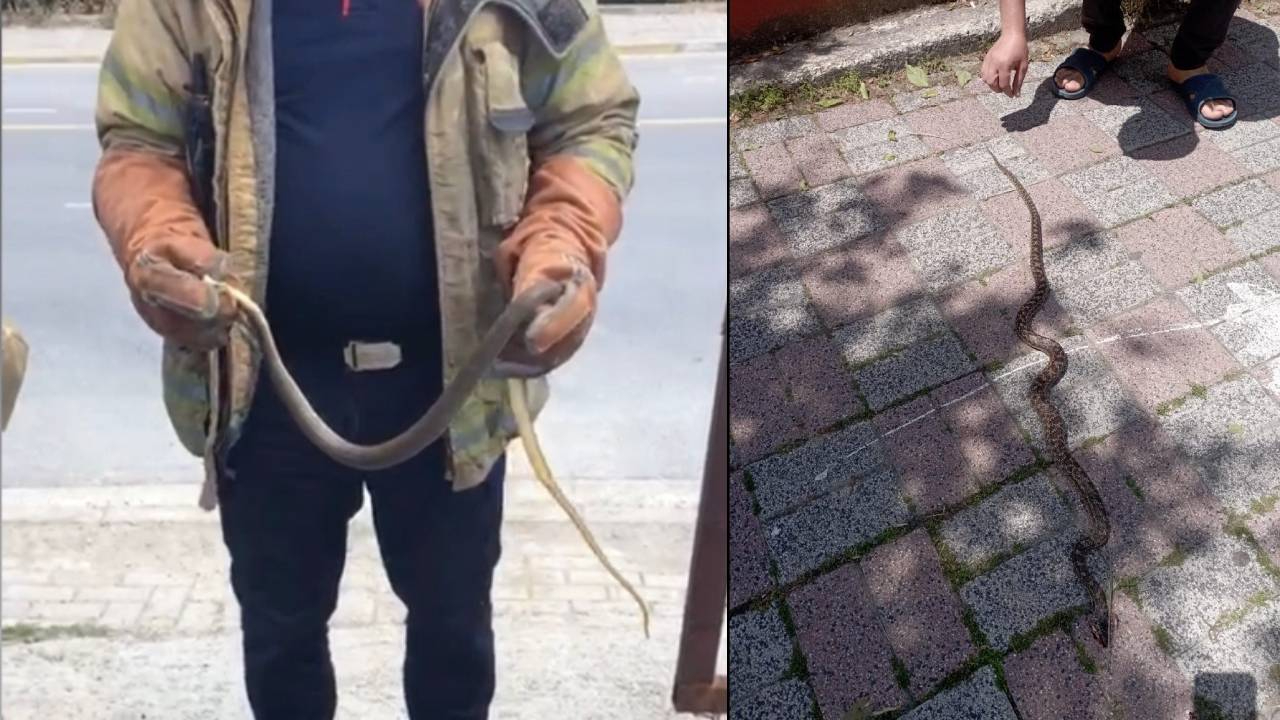 İstanbul'da 7 ilçede yılan tedirginliği! Havalar ısındı, yılanlar ortaya çıktı, her yerdeler