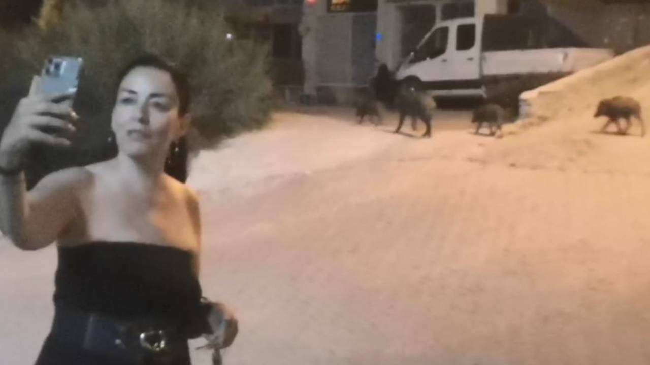 Çare bulamayınca domuzlarla selfie moda oldu... Şehir merkezlerine kadar iniyorlar