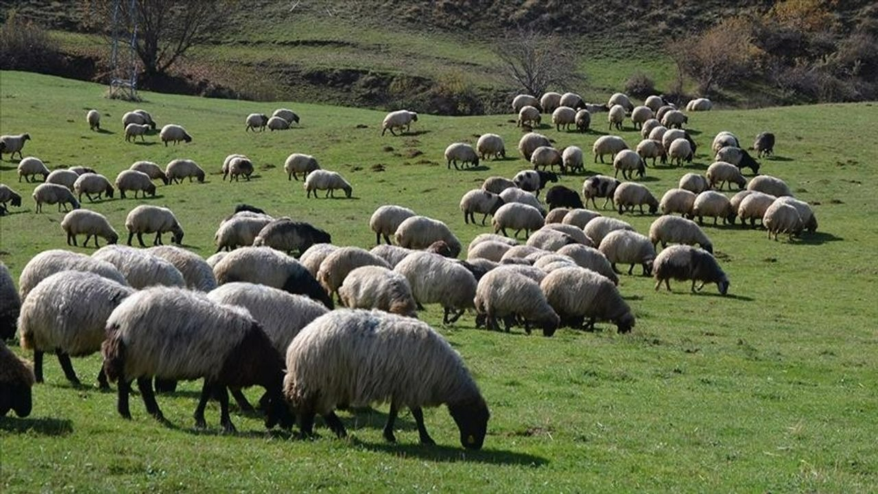 Tarım ve hayvancılık ve bitiyor mu? DMM'den skandal iddialara net yalanlama!
