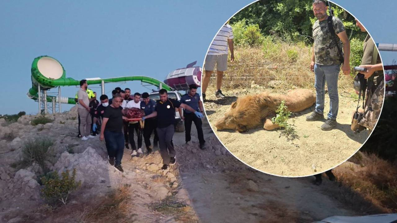 Manavgat'ta hayvan parkından kaçan aslan öldürüldü, saldırdığı yaşlı adam yaralandı