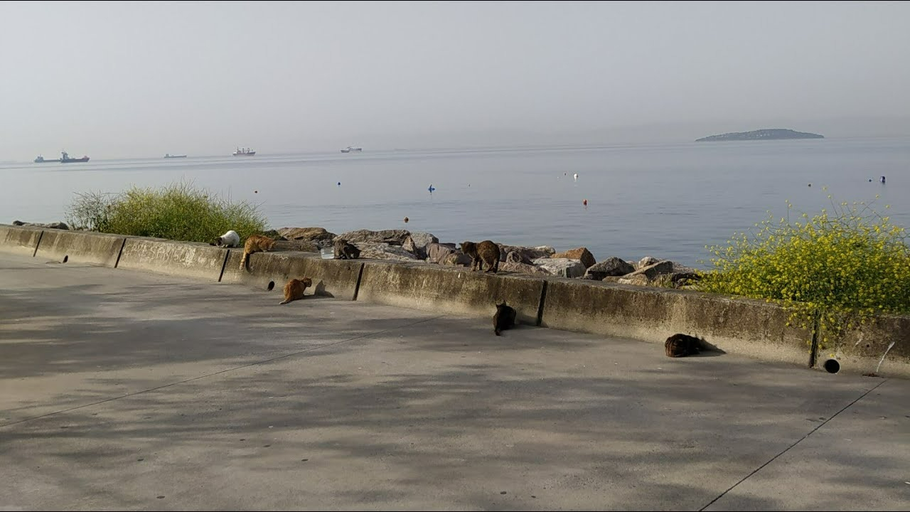 Marmara'da dehşet! Genç adam serinlemek isterken kayboldu!