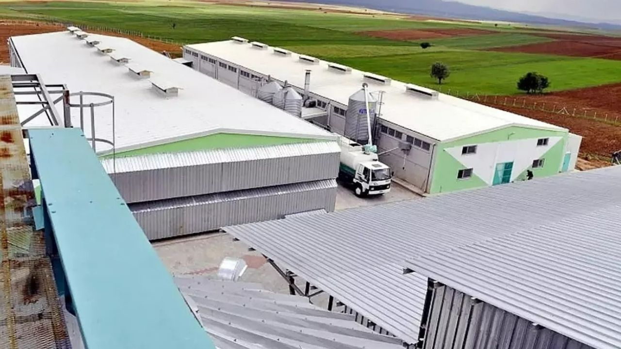 FETÖ’nün yumurtacı ayağı deşifre oldu!  Dev şirkete kayyum atandı, günlük 300 bin yumurta üretiyordu