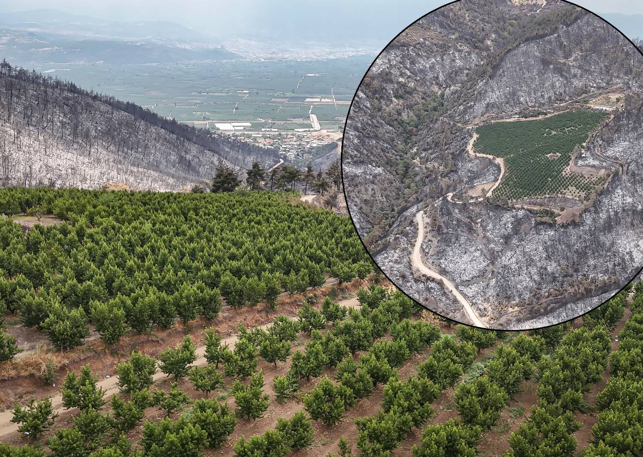 Allah'ın hikmeti... Bursa'da orman yangınının ortasında kalan 48 dönümlük şeftali bahçesi zarar görmedi