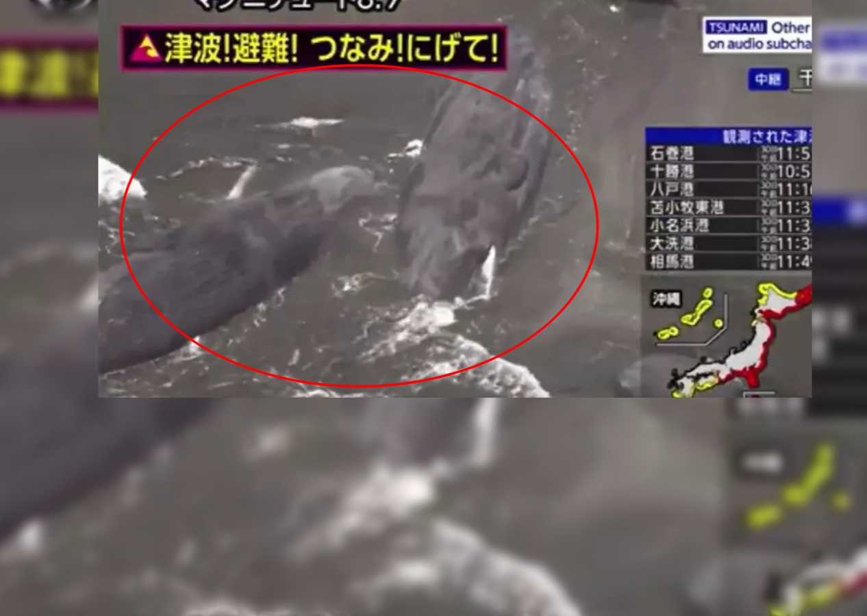 Rusya'daki deprem Japonya'yı sarstı!  Tsunami sonrası canlı yayında balinalar karaya oturdu