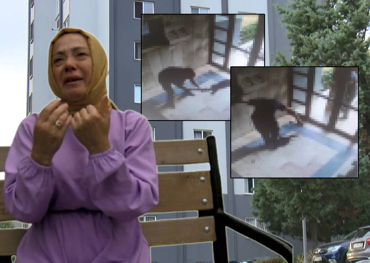 Başakşehir'de tadilat için girdiği sitede kediyi işkence ederek öldürdü! Adalet Bakanı devrede...