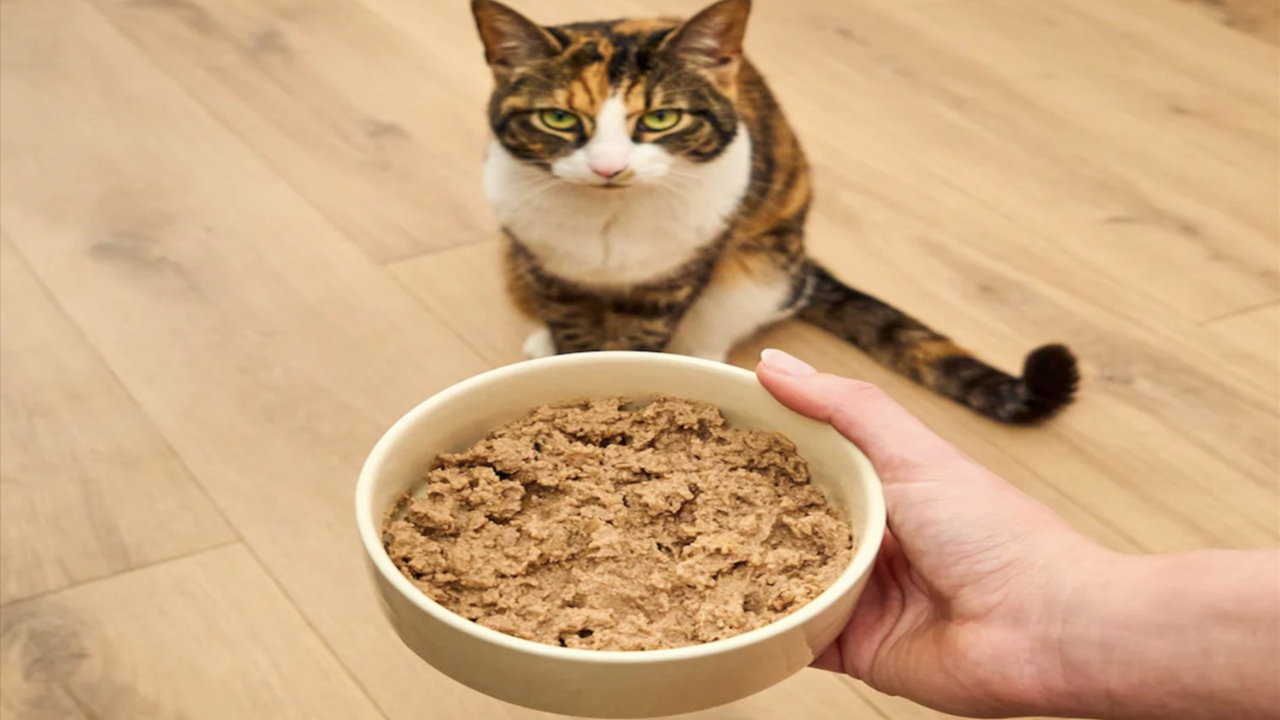 Gastrointestinal Kedi Maması Nedir?