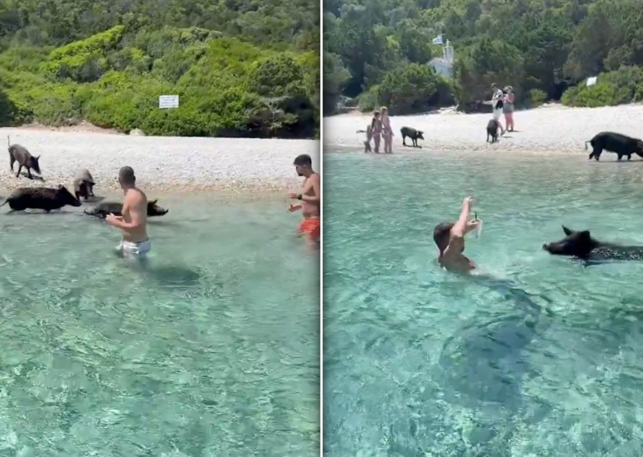 “Domuzlar bile nefret ediyor sizden” Yunan sahilinde şok anlar: Domuzlar İsrailli turistlere saldırdı!