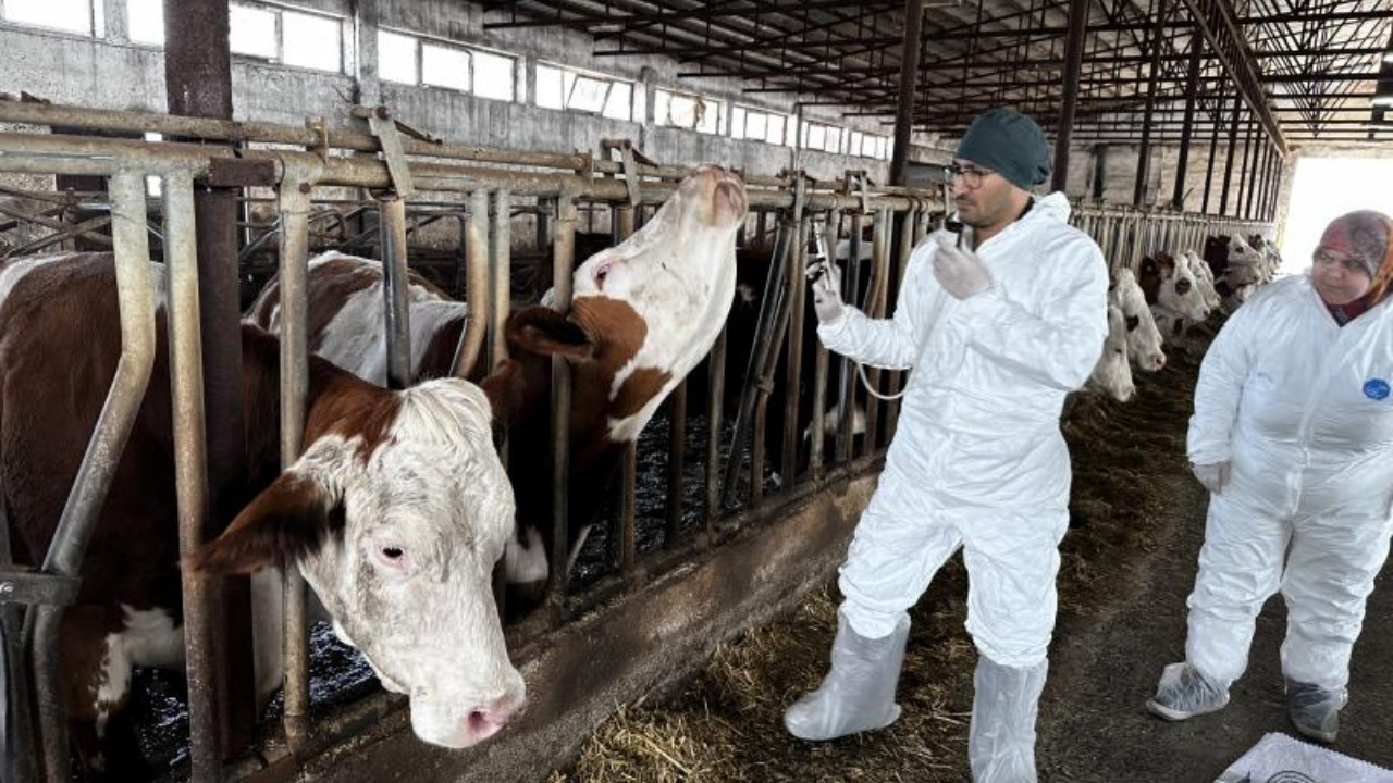 Tarım ve Orman Bakanlığı’ndan şap aşısı ve et fiyatları açıklaması! Durum kontrol altında