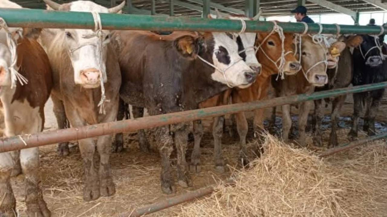 Şap nedeniyle kapatılan hayvan pazarları yeniden açılıyor