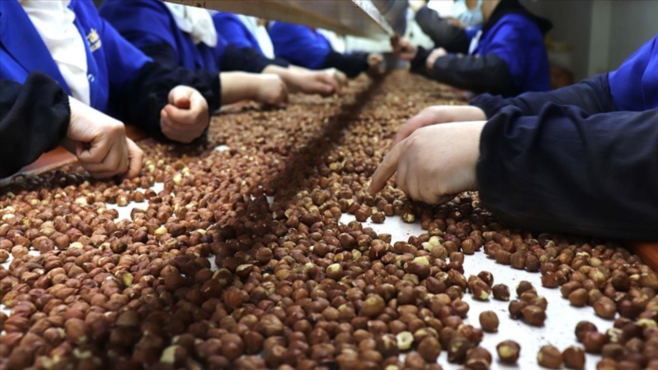 Türkiye fındıkta dünya devi! 124 ülkeye 2.5 milyar dolarlık rekor ihracat
