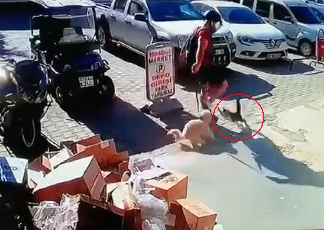 Anbean görüntülendi! Kediyi acımasızca tekmeleyen cani tutuklandı