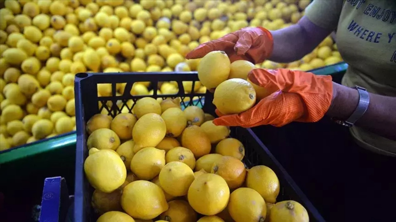 Ticaret Bakanlığı'ndan elma ve limon kararı! İhracatı izinsiz yapılmayacak