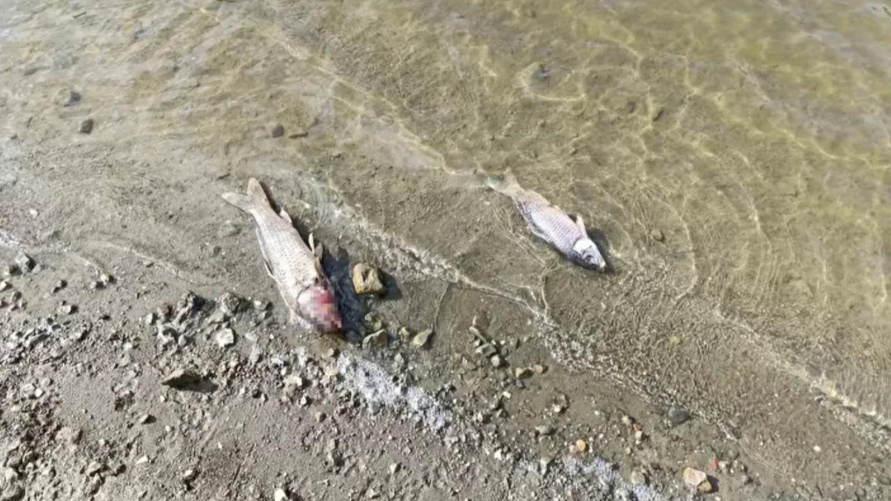 Kuraklık Burcun Göleti’ni vurdu: Toplu balık ölümleri endişe yarattı