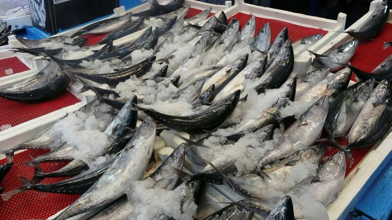 Palamut fiyatları uçtu! Geçen yıl 150 TL'ydi, bu yıl 450 TL