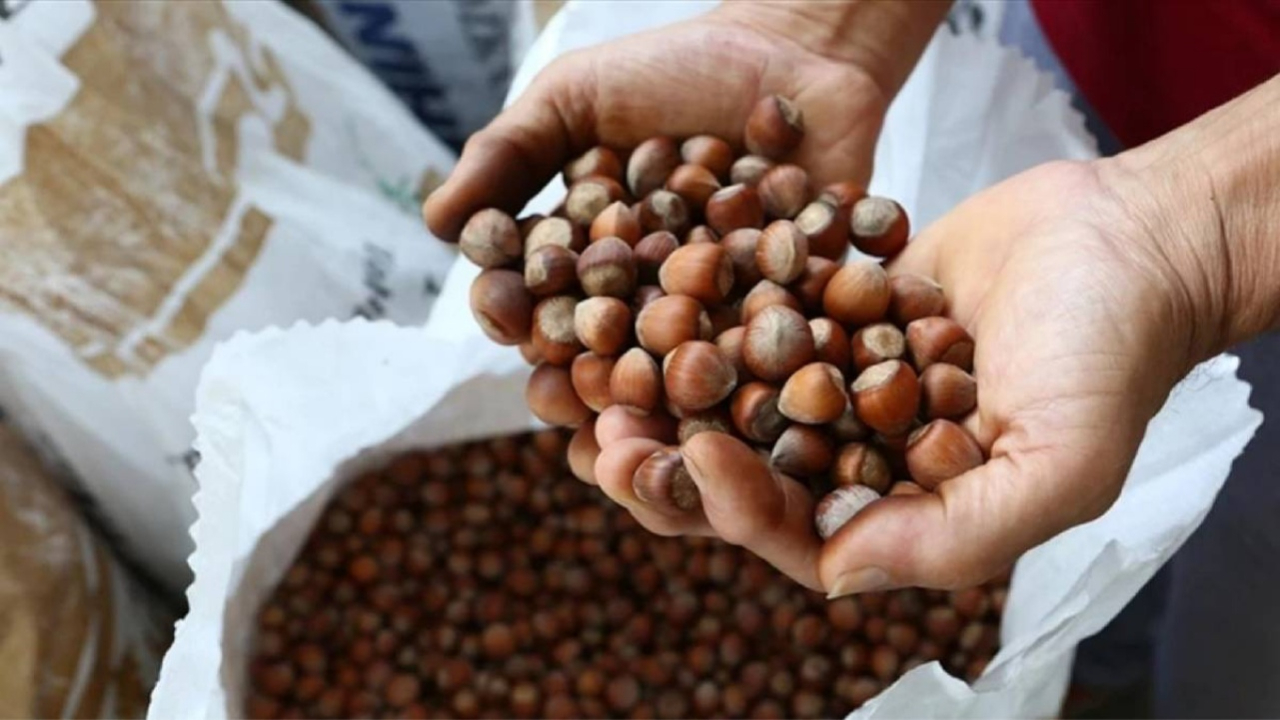 Fiyatı cep yakıyor! Giresun'da fındık fiyatları rekor seviyeye ulaştı