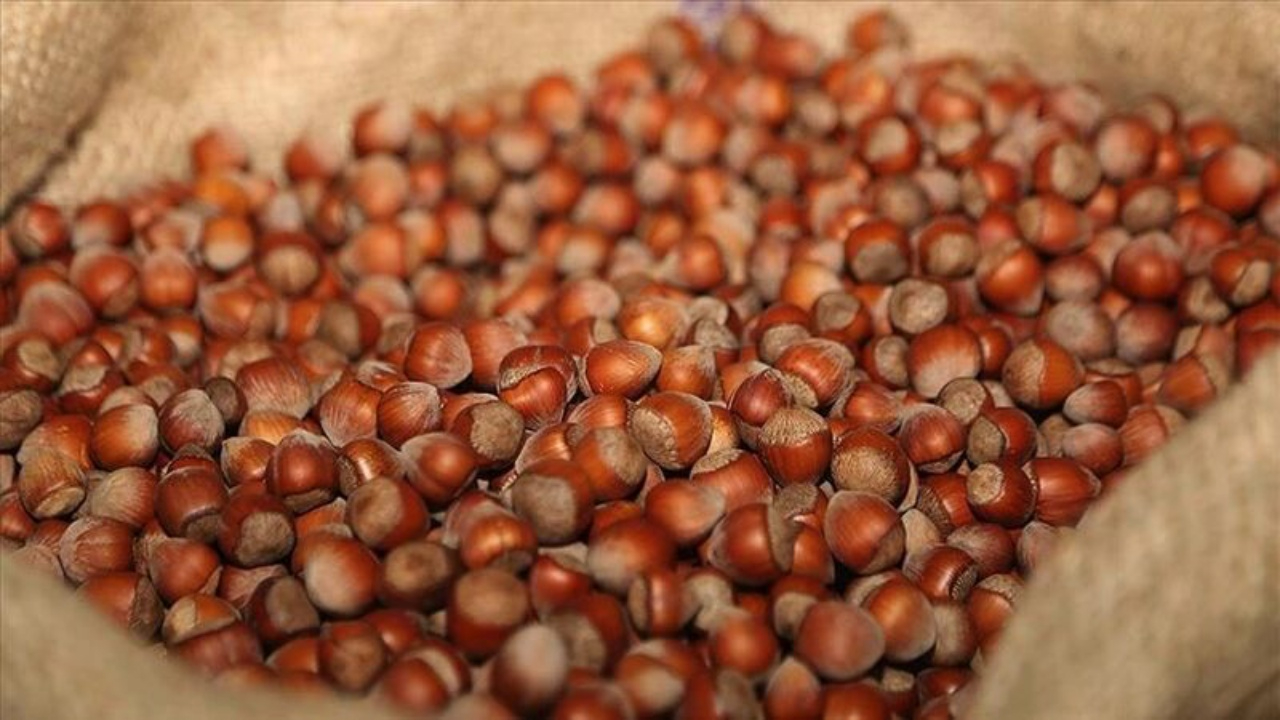 Fındık fiyatları düşüyor! Giresun'da fındığın kilosu 300 TL