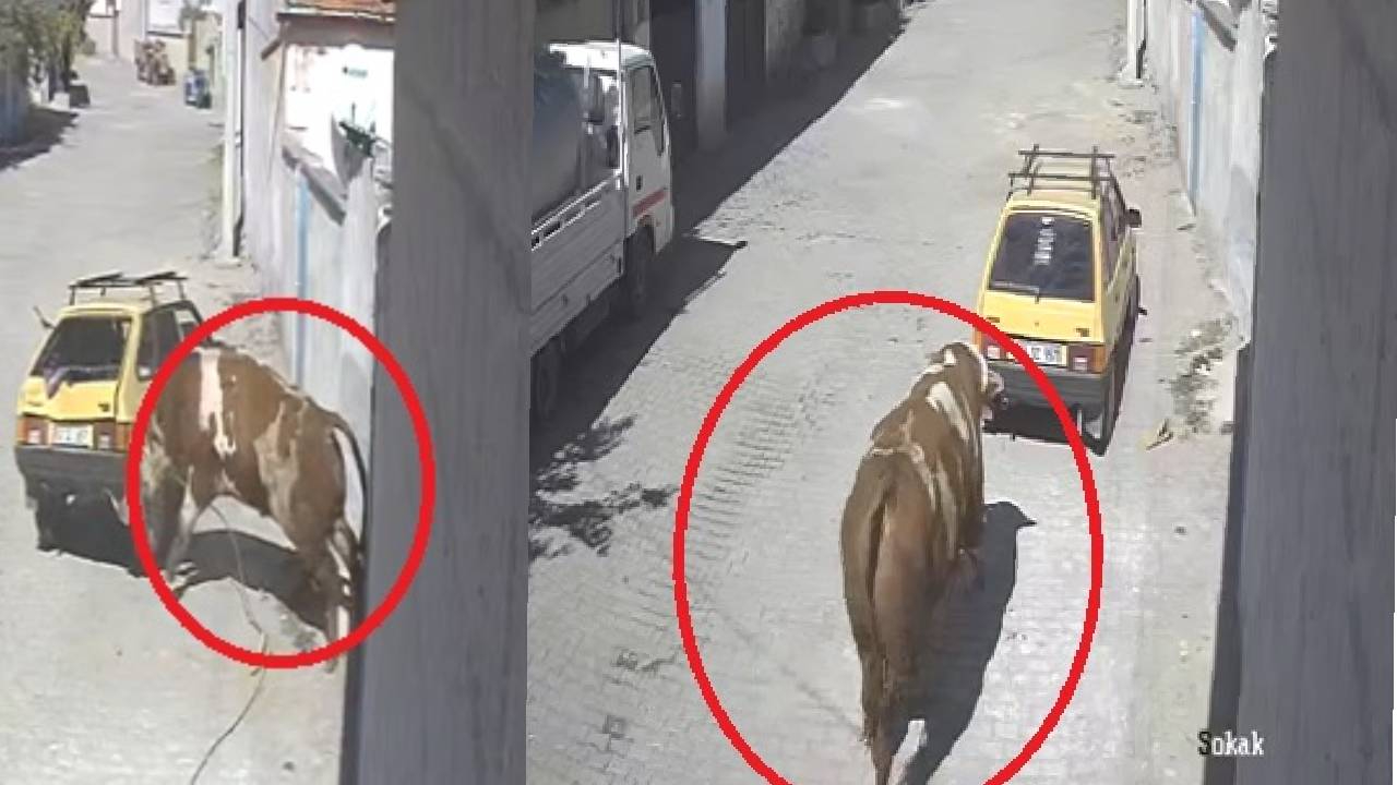 Kaçan boğa, boynuz darbeleriyle park halindeki otomobile zarar verdi