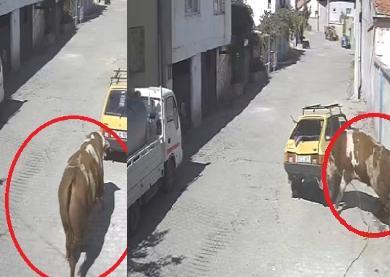Kaçan boğa, boynuz darbeleriyle park halindeki otomobile zarar verdi