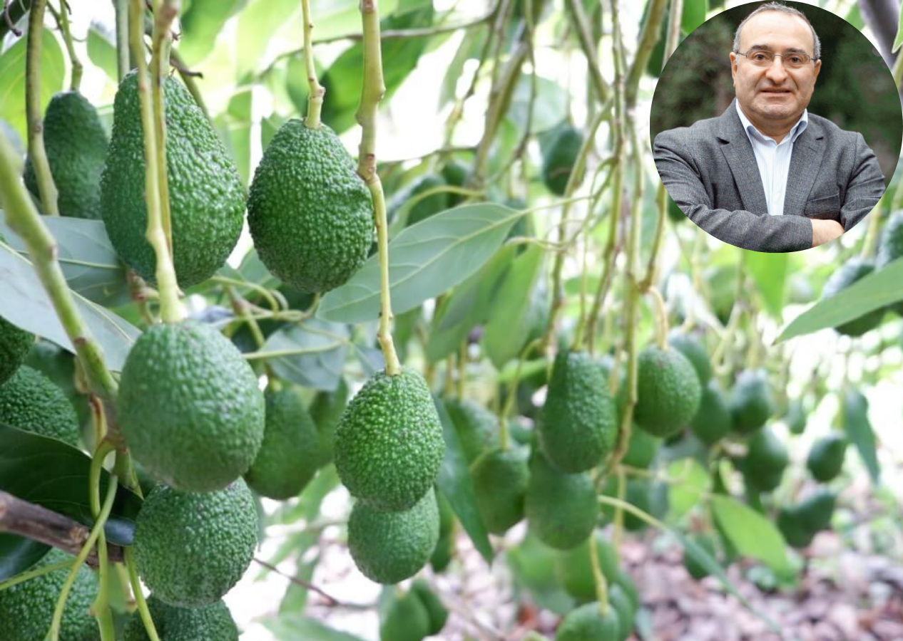 Avokado aşkı mı, su felaketi mi? İzmir'in ezber bozan gerçekleri