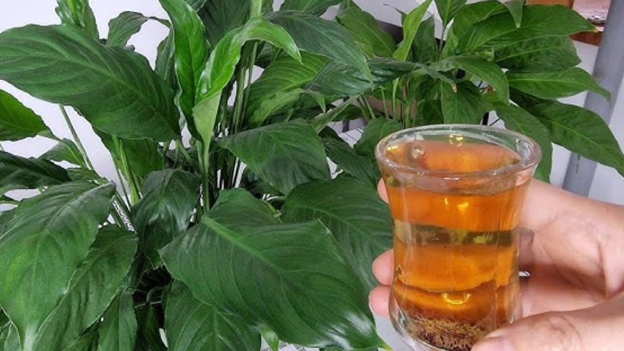 55 yıllık ev hanımının sakladığı sır! Solan çiçekleri adeta çıldırtıyor