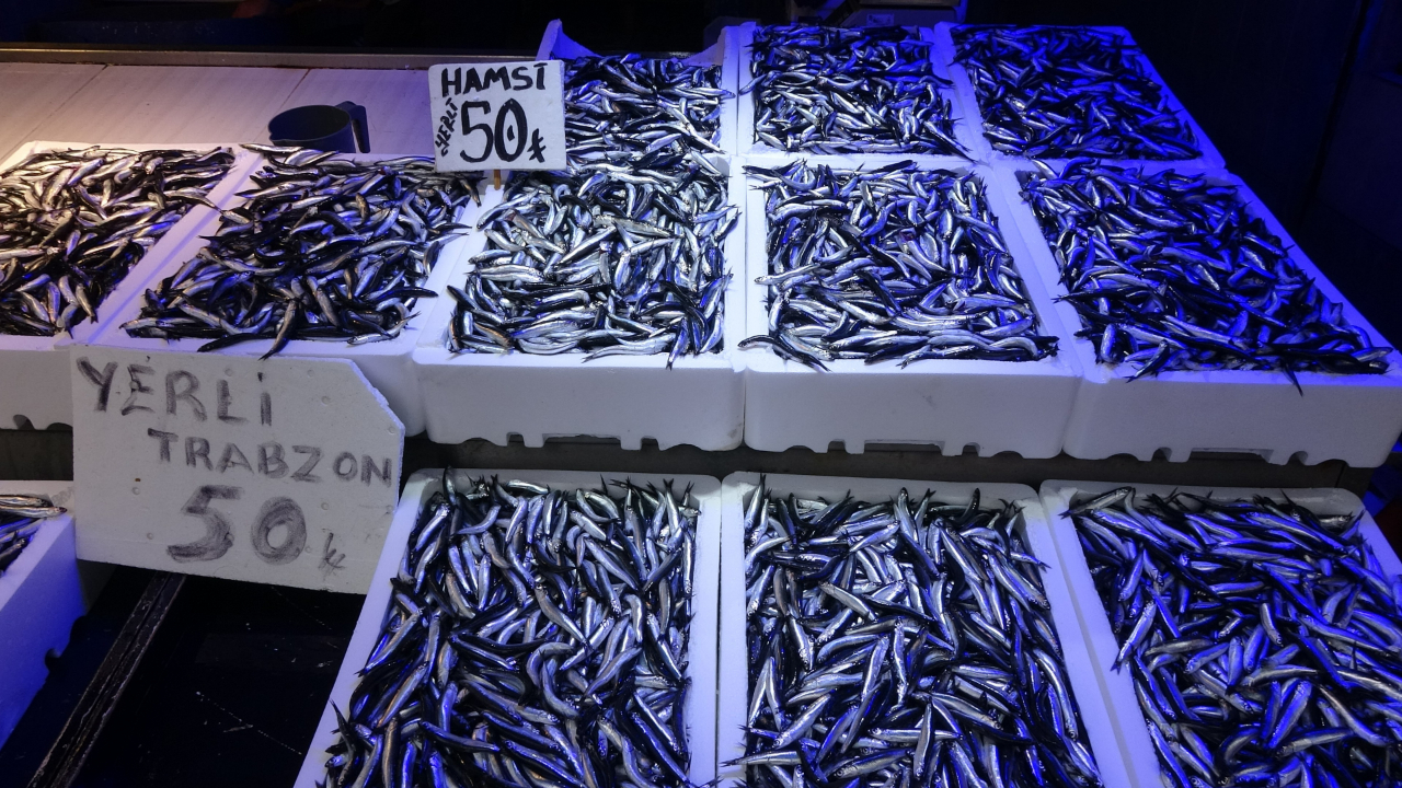 Karadeniz'de hamsi bereketi: Tezgahlar doldu kilosu 50 TL'ye düştü!