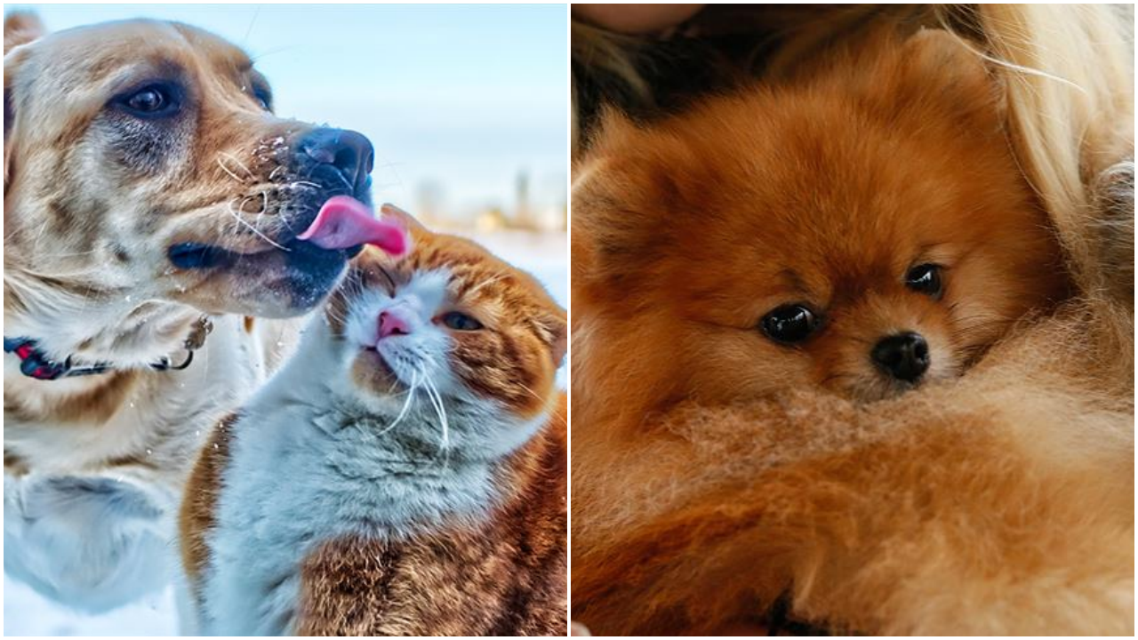Evcil hayvan sahipleri dikkat: Kedi, köpek ve gelinciklerde mikroçip zorunluluğu için tanınan süre uzatıldı: Son tarih 31 Aralık 2025