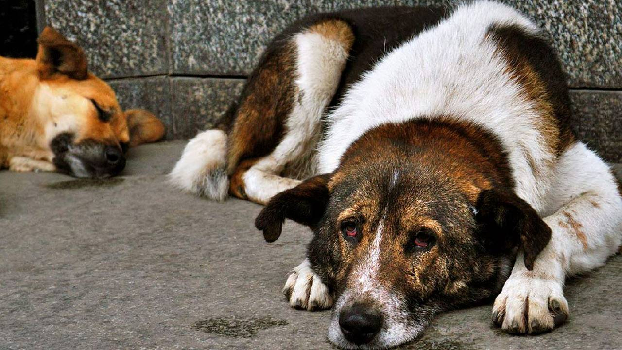Park, okul, hastane… İstanbul'da da sokak köpeklerini beslemek yasaklandı